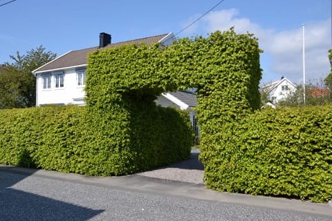 Taille de haies & Débroussaillage Mennecy