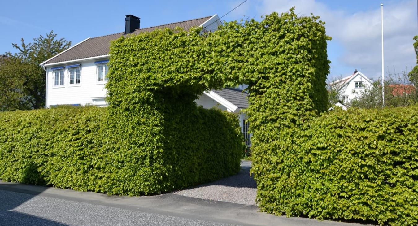 Taille de haies & Débroussaillage dans le 91 Essonne